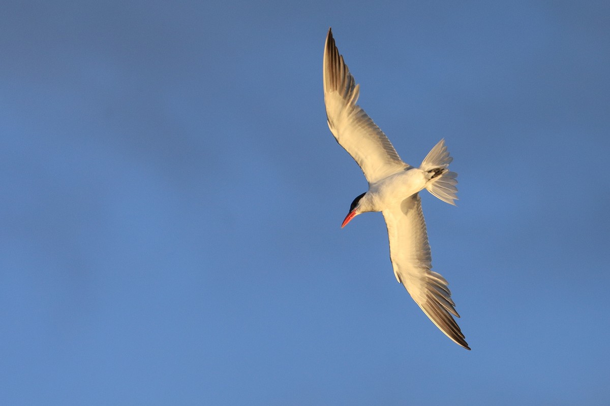Caspian Tern - Malcolm Kurtz
