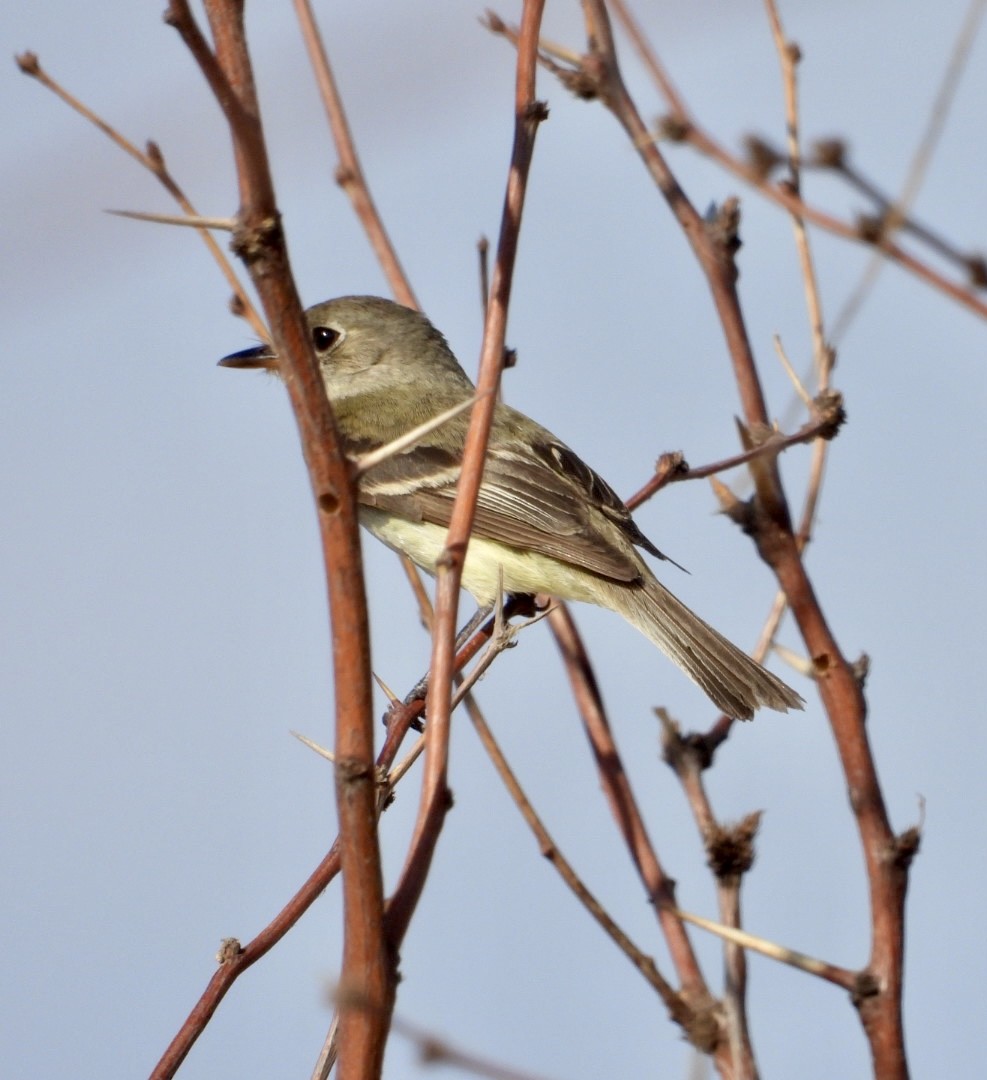 tyranovec malinký - ML474237531