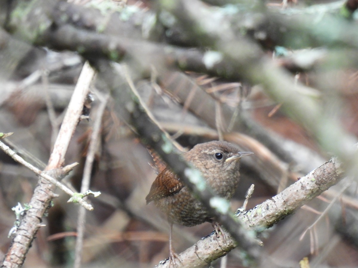 Winter Wren - ML474238121