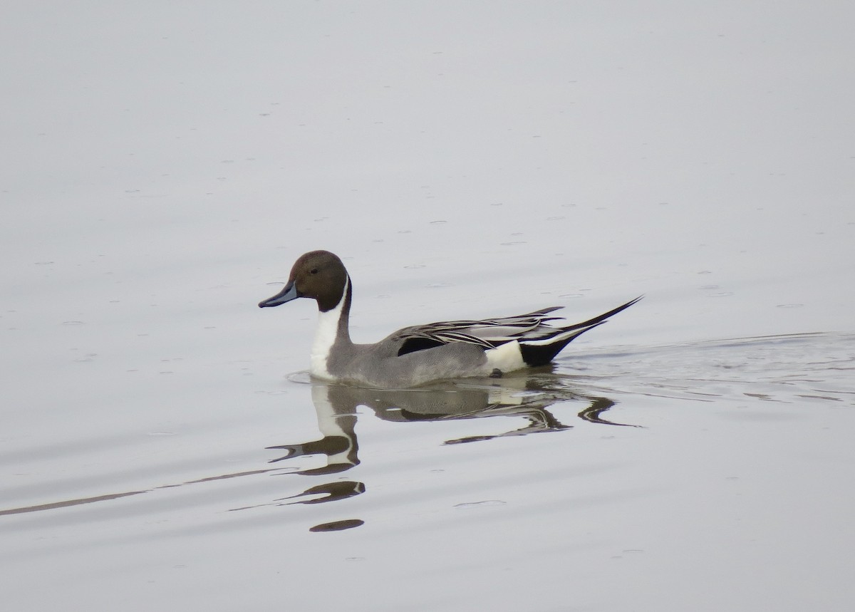 Northern Pintail - Roger Woodruff