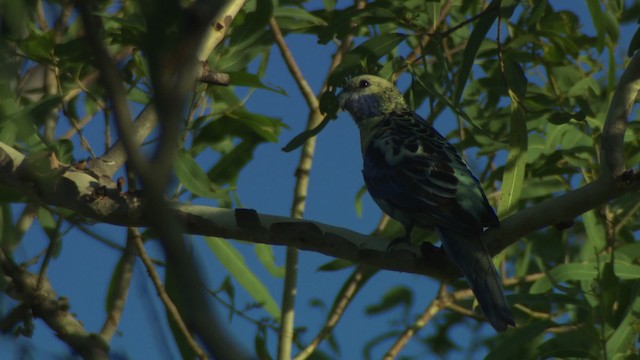 ホオアオサメクサインコ - ML474239