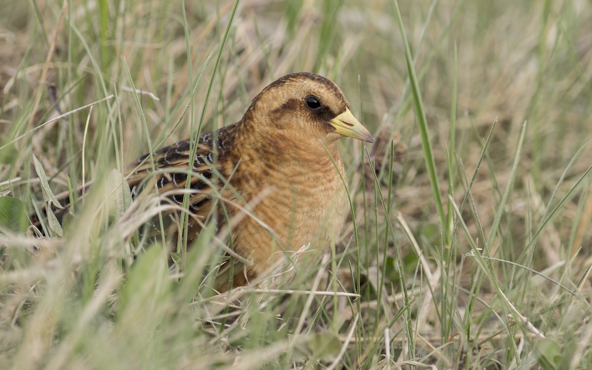 Yellow Rail - Blair Dudeck