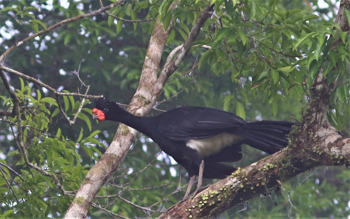 Wattled Curassow - Rohan van Twest