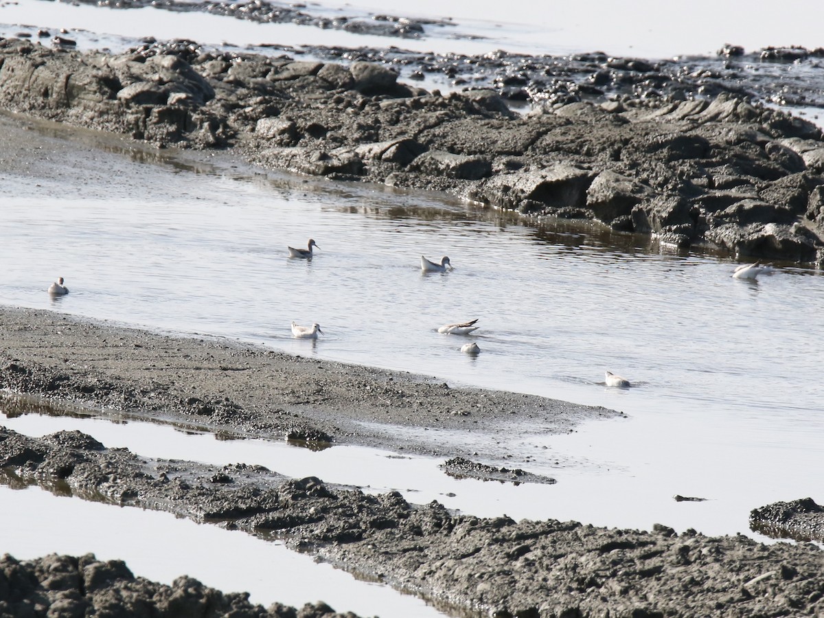 Phalarope de Wilson - ML474241421