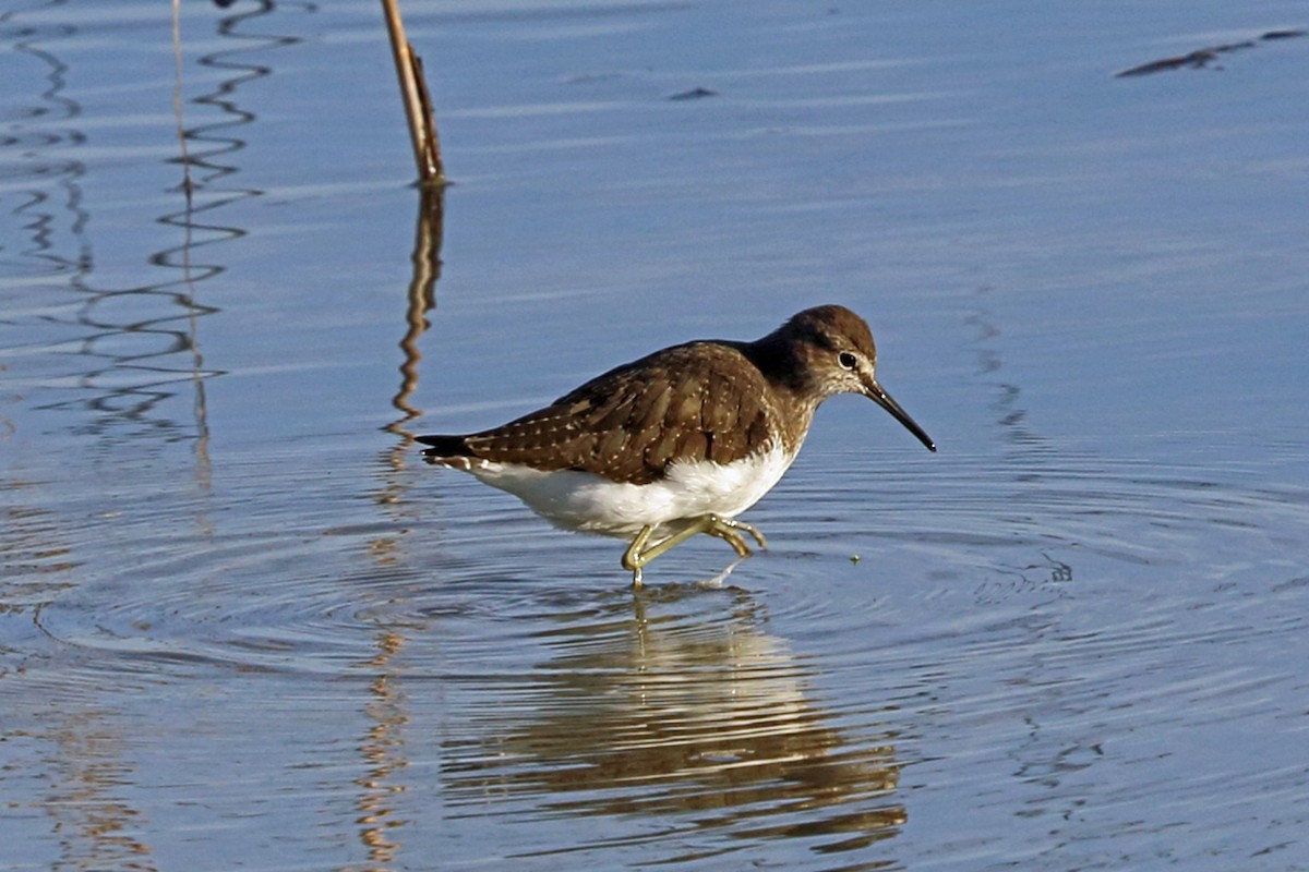 Green Sandpiper - ML47424151