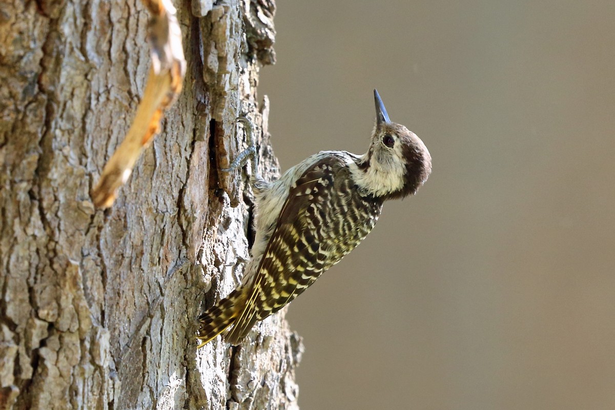 Cardinal Woodpecker - ML47424181