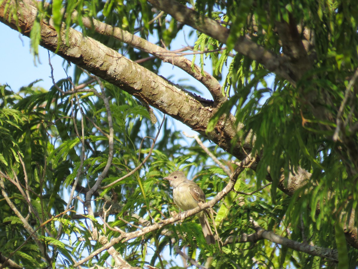 Large Elaenia - Teresa Pegan 🦋