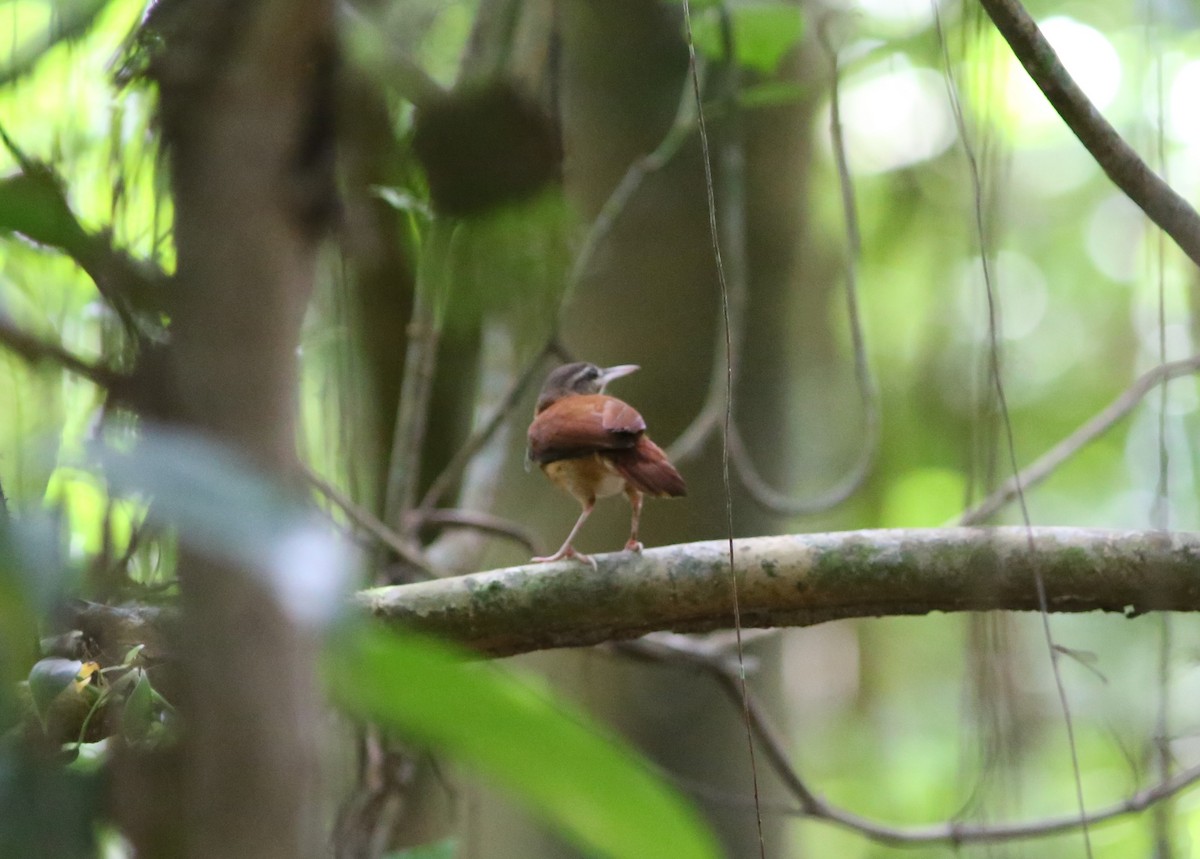 Pale-billed Hornero - ML474242781