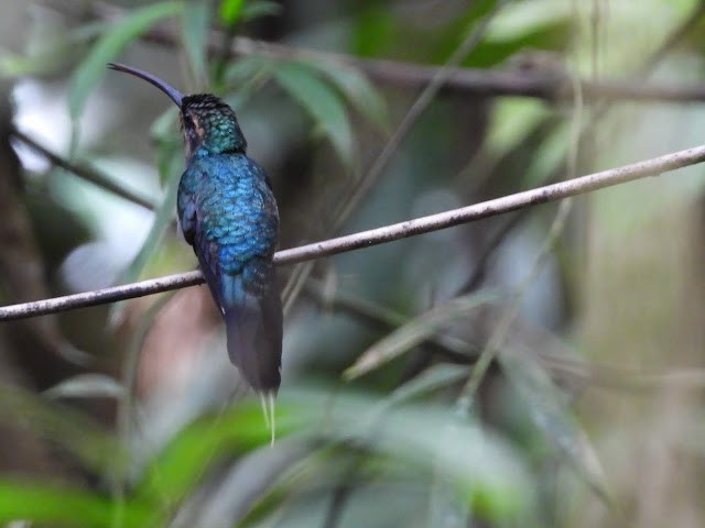 kolibřík šedobřichý - ML474243151