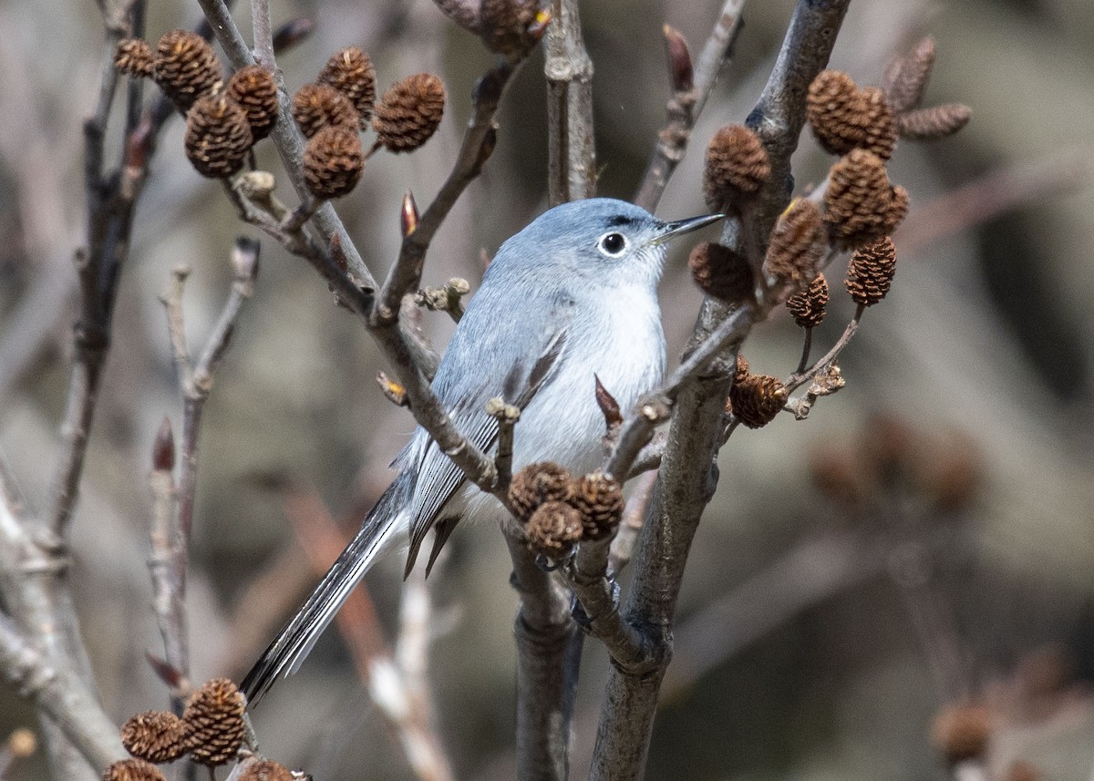 Blue-gray Gnatcatcher - ML474244331