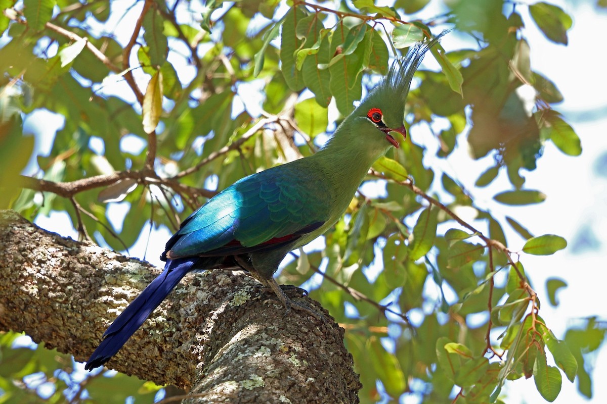 Schalow's Turaco - ML47424441