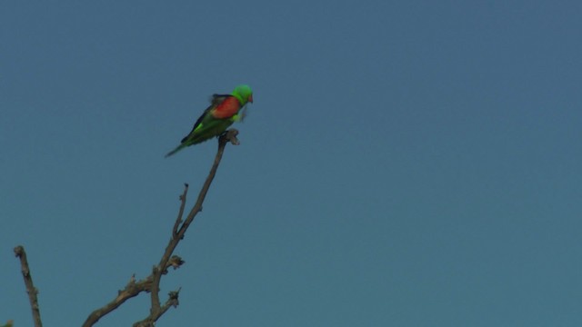 Краснокрылый попугай - ML474245