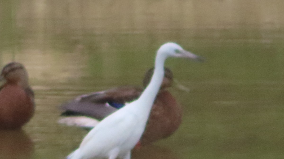 Little Blue Heron - ML474245171