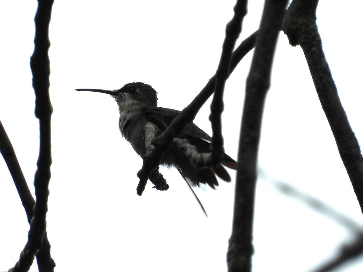 Ruby-throated Hummingbird - Jean W. Côté