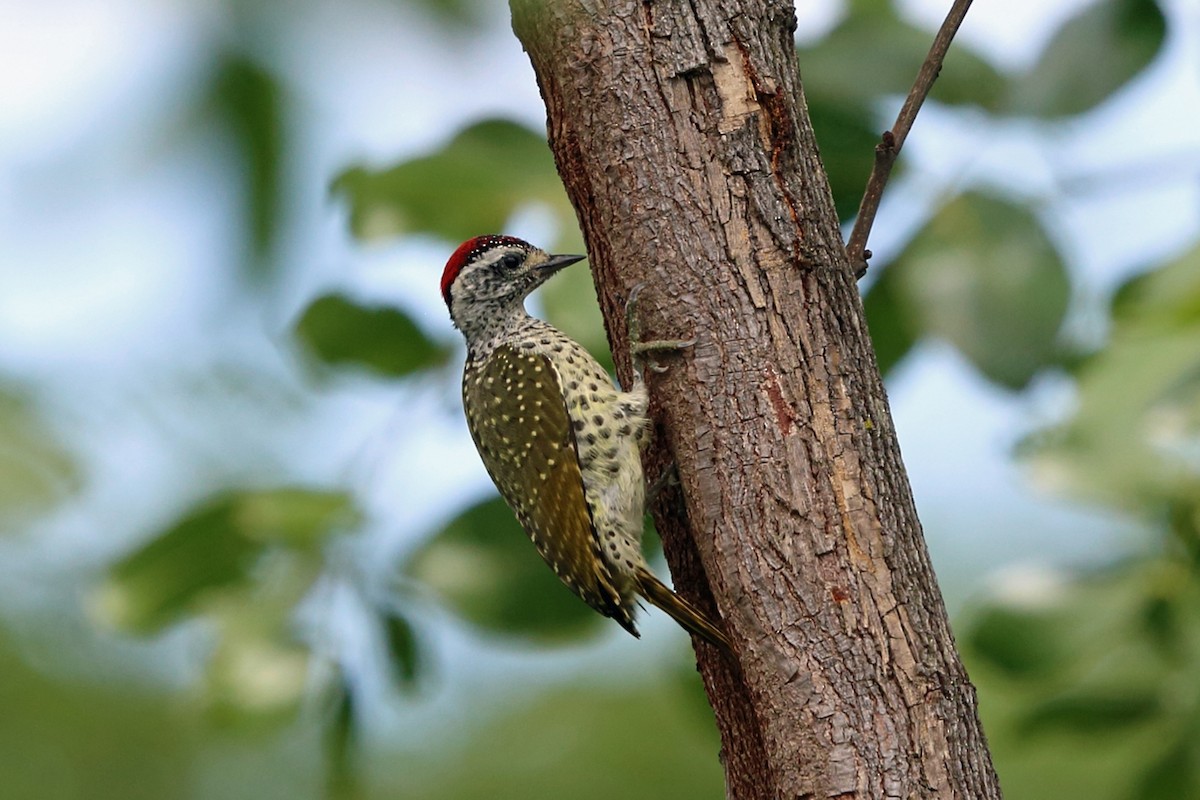Green-backed Woodpecker (Spot-backed) - Nigel Voaden
