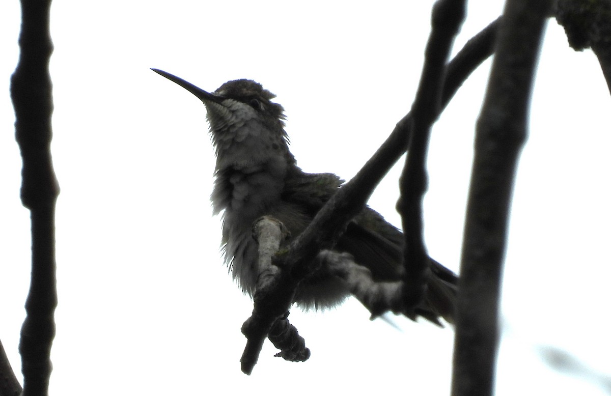 Ruby-throated Hummingbird - Jean W. Côté