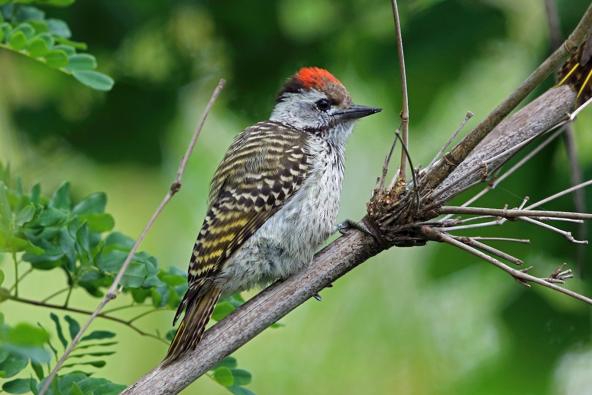 Cardinal Woodpecker - Nigel Voaden