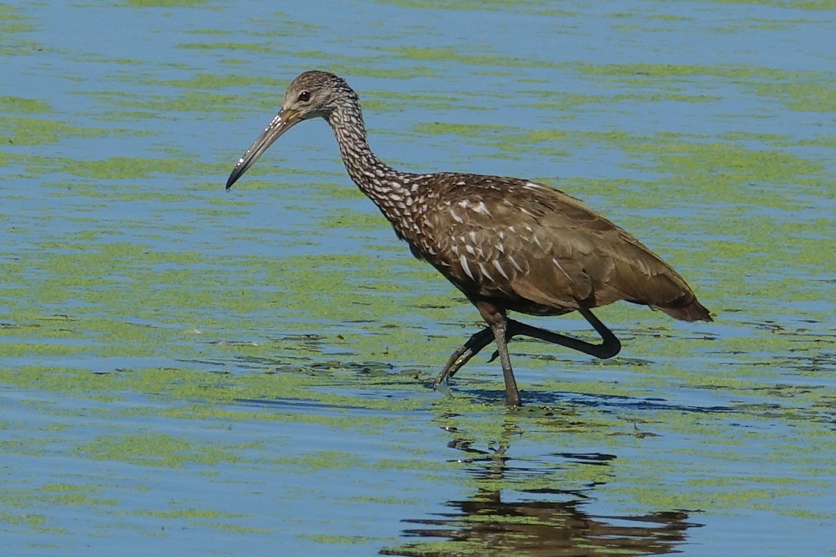 Limpkin - ML474250961