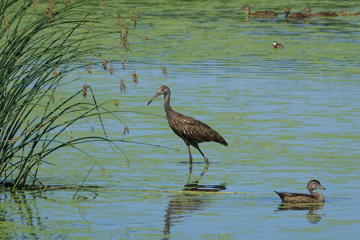 Limpkin - ML474251301