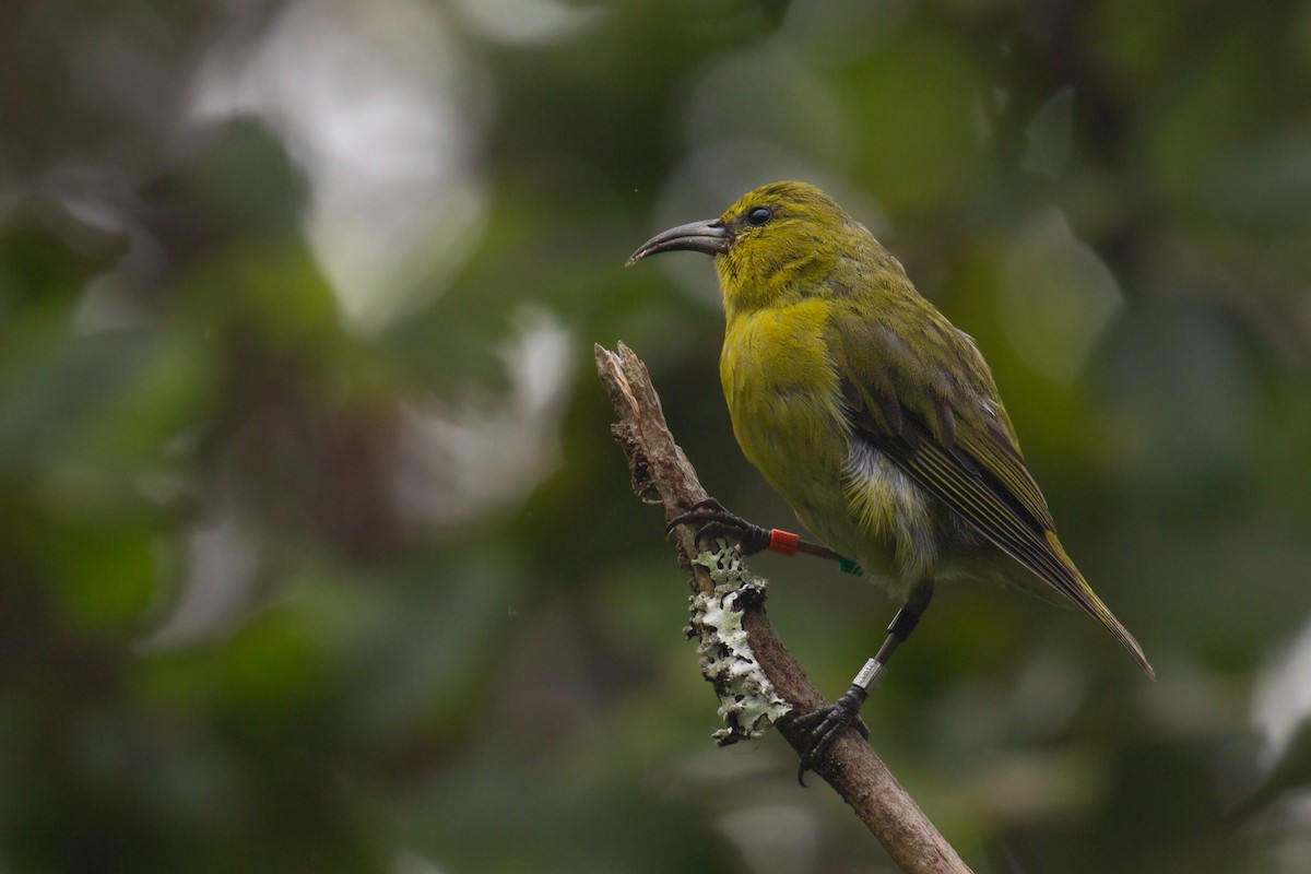 Kauai-Amakihikleidervogel - ML474251381
