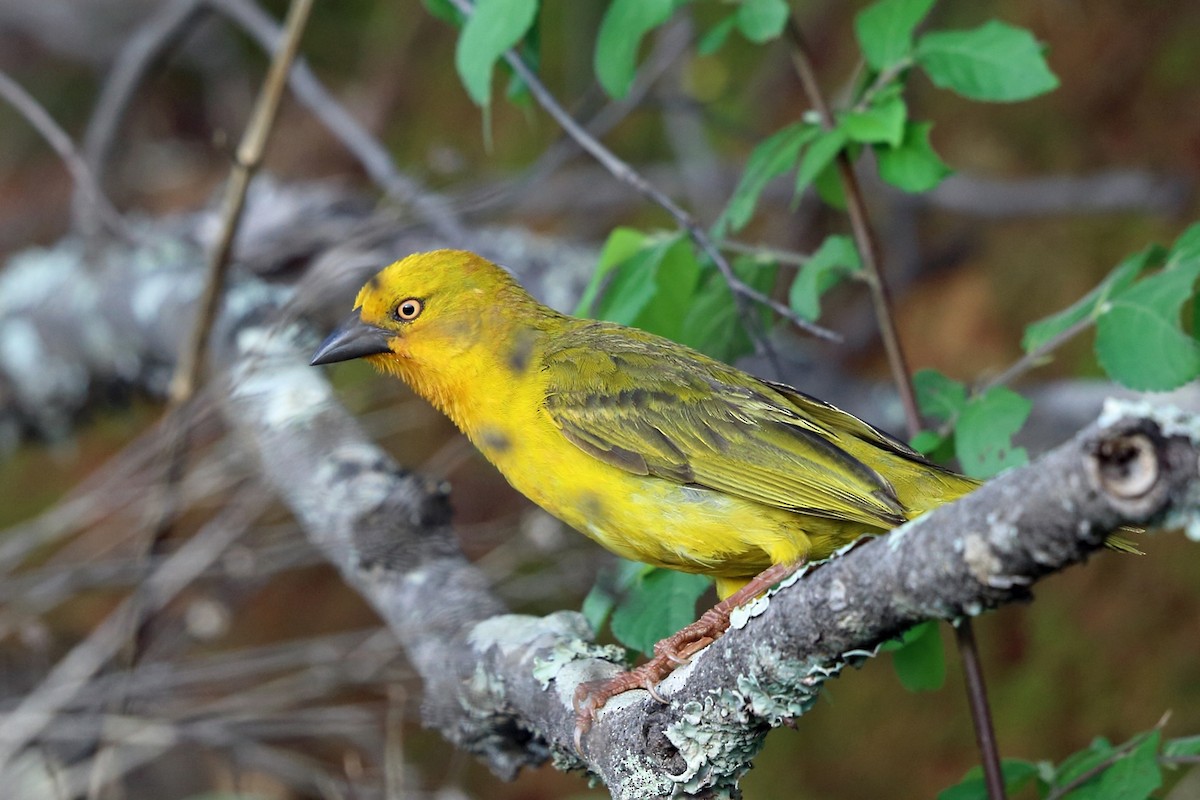 Holub's Golden-Weaver - ML47425171