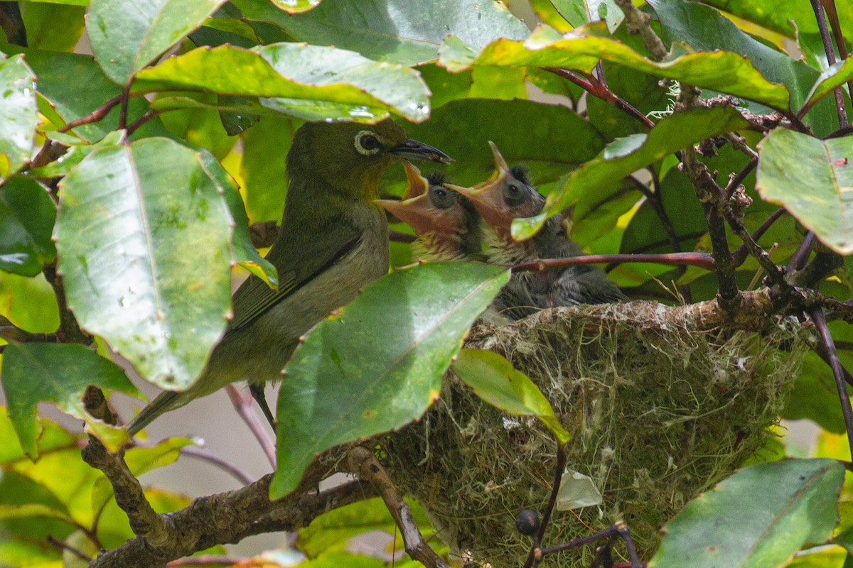 Warbling White-eye - ML474251901