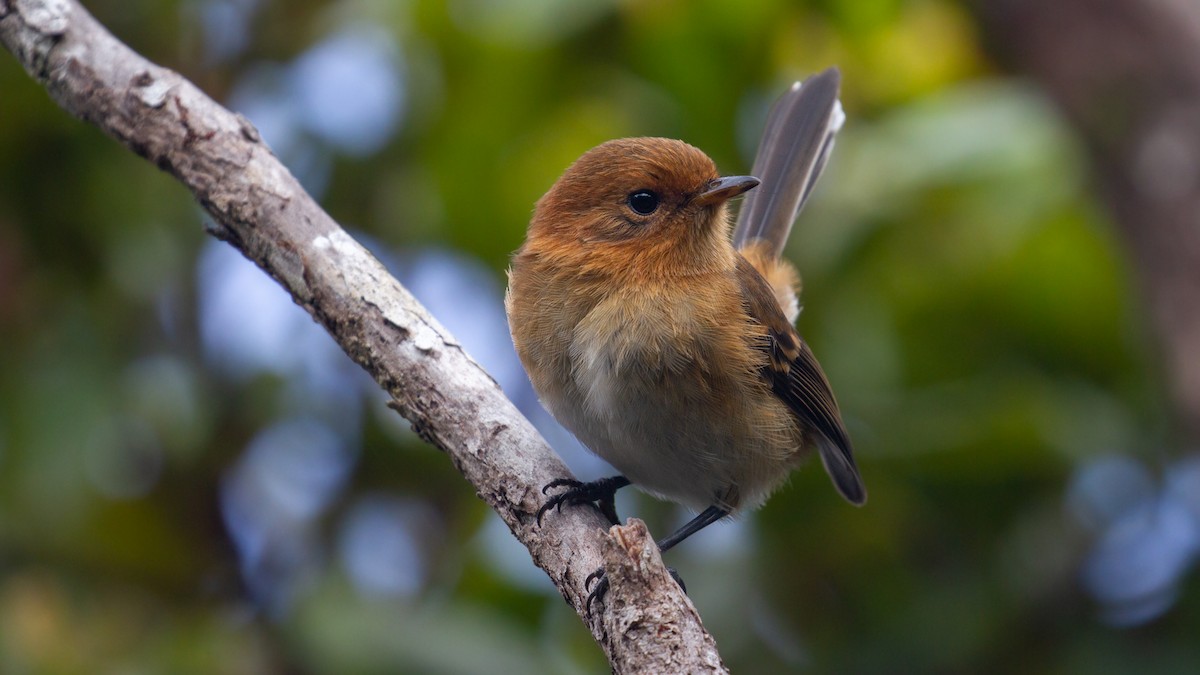 Kauai Elepaio - Sasha Cahill