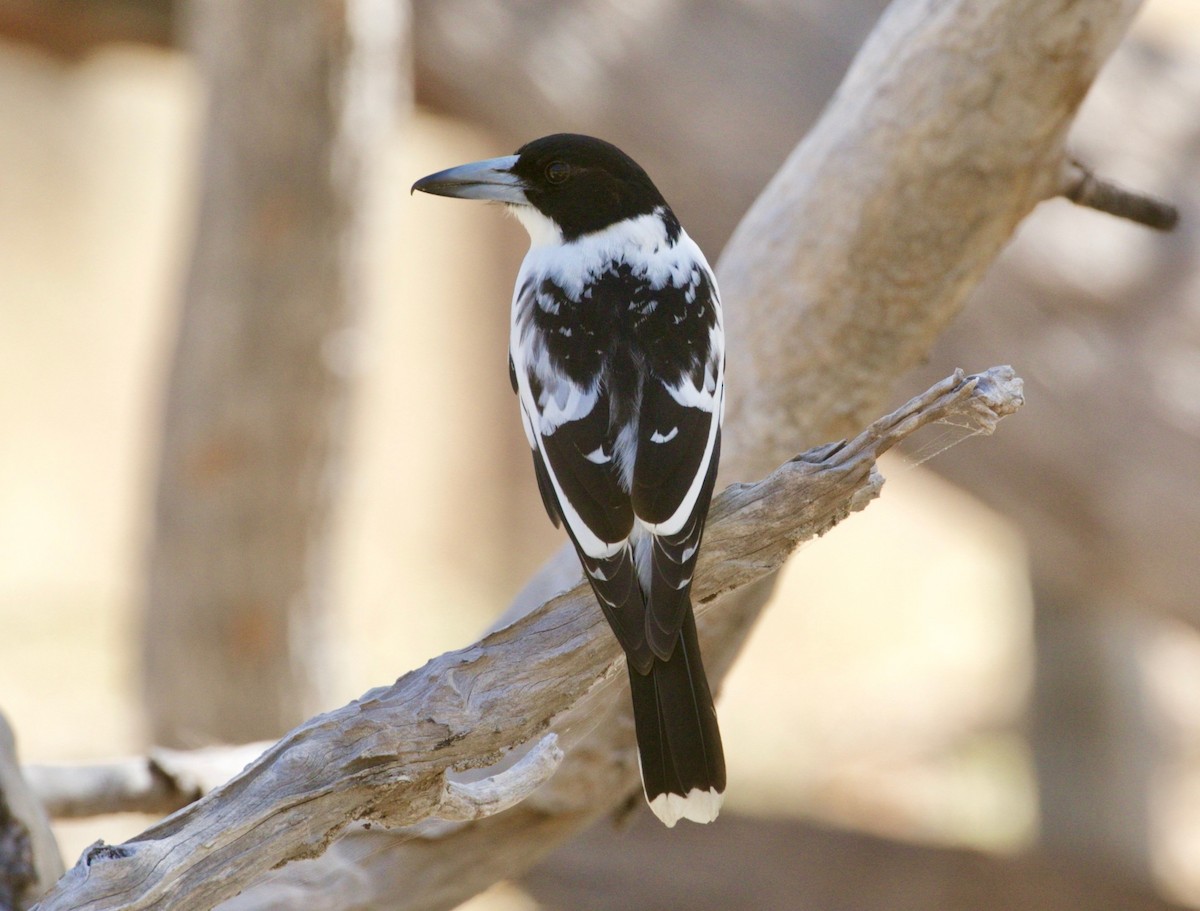 Black-backed Butcherbird - ML474252731