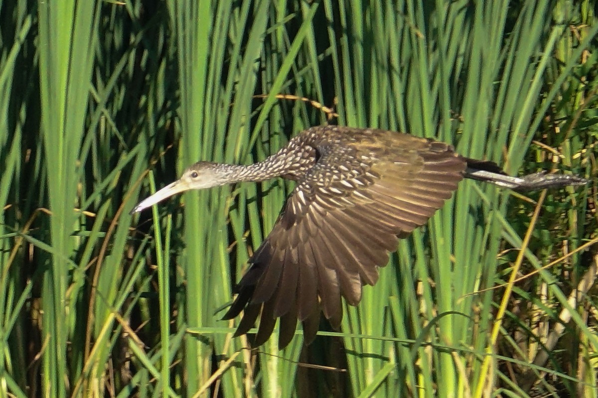 Limpkin - ML474252911