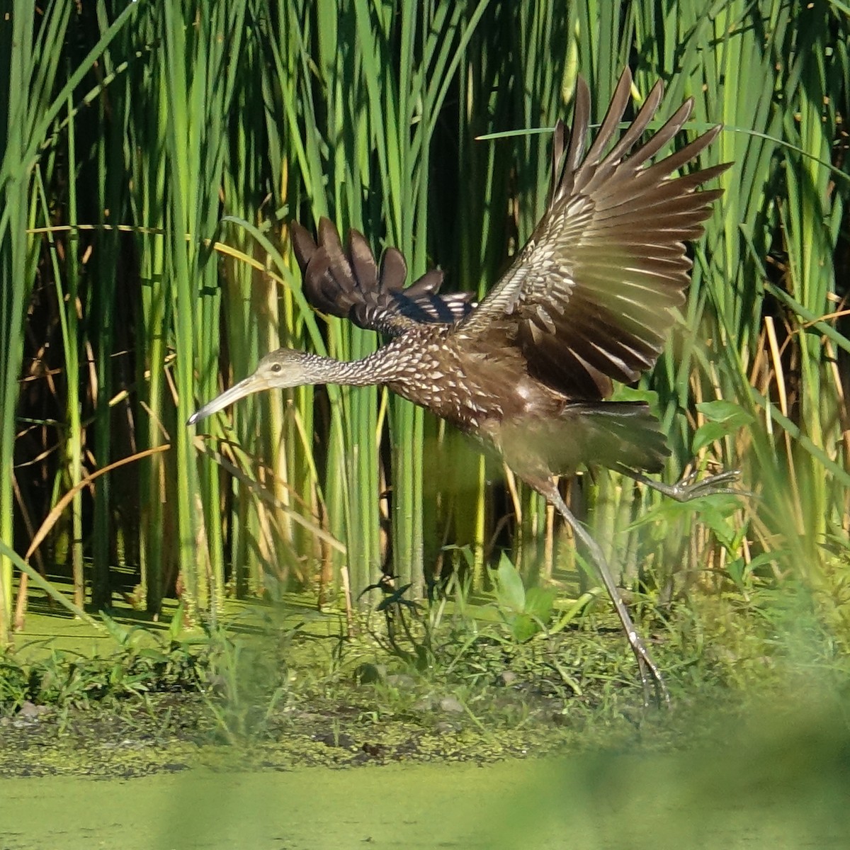 Limpkin - ML474252981