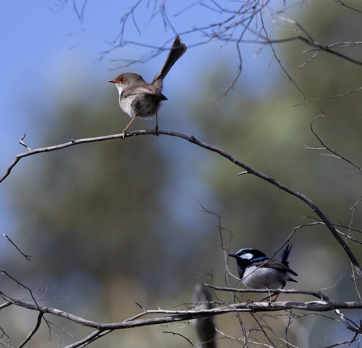 Superb Fairywren - ML474255201