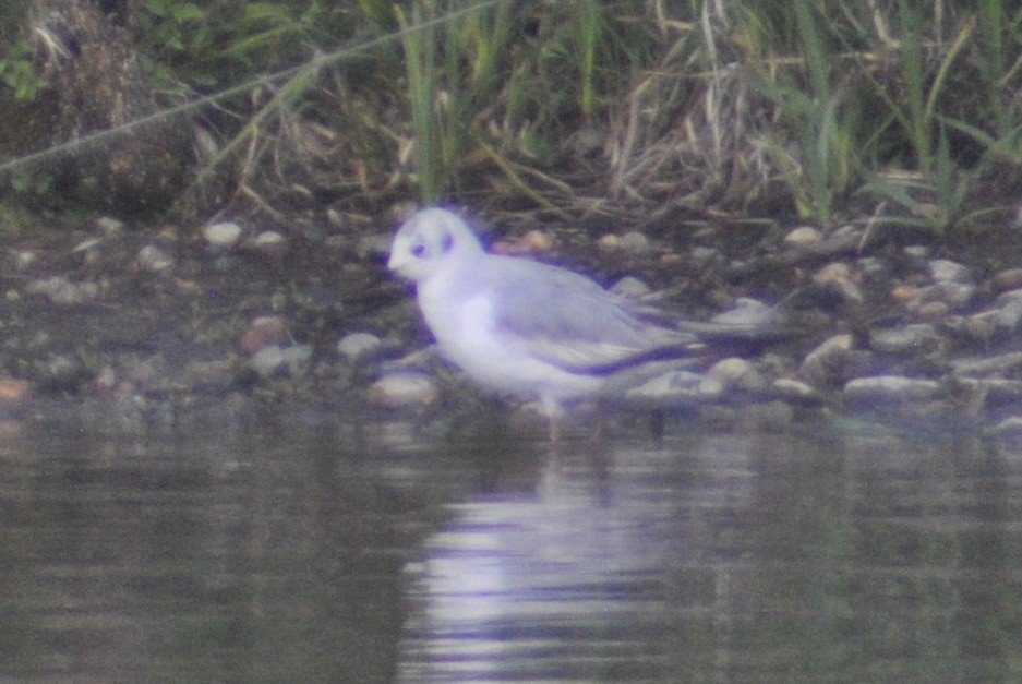 Bonaparte's Gull - ML47425541