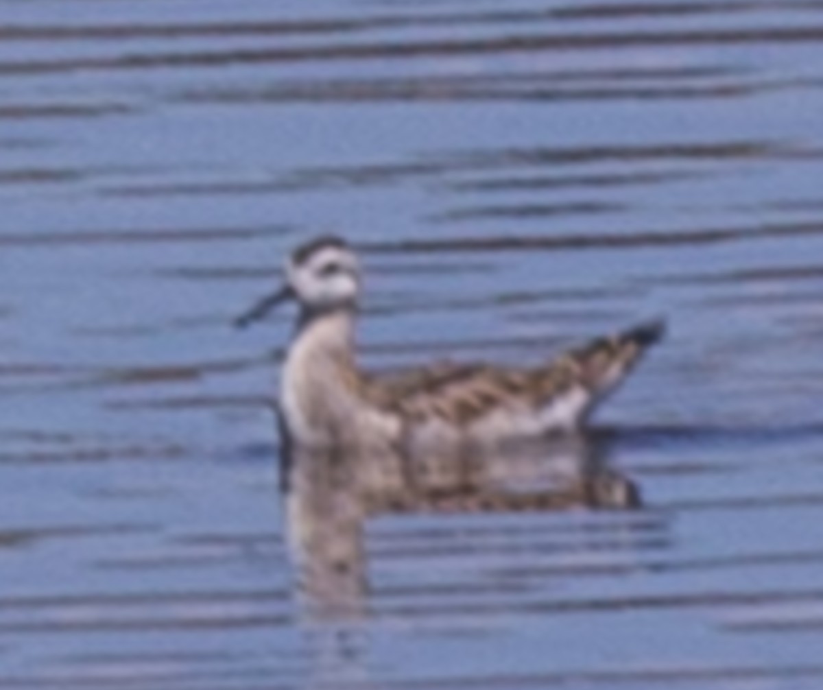 Wilson's Phalarope - Brandon Woo