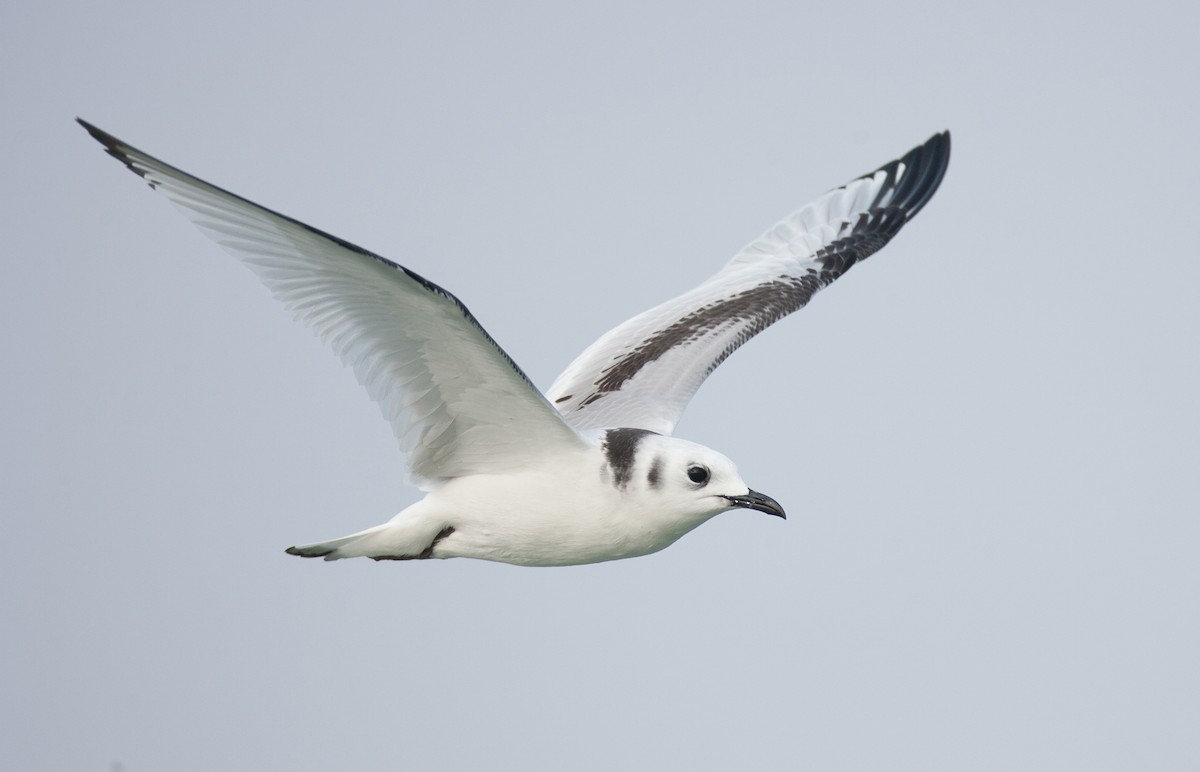 Black-legged Kittiwake - Brandon Holden