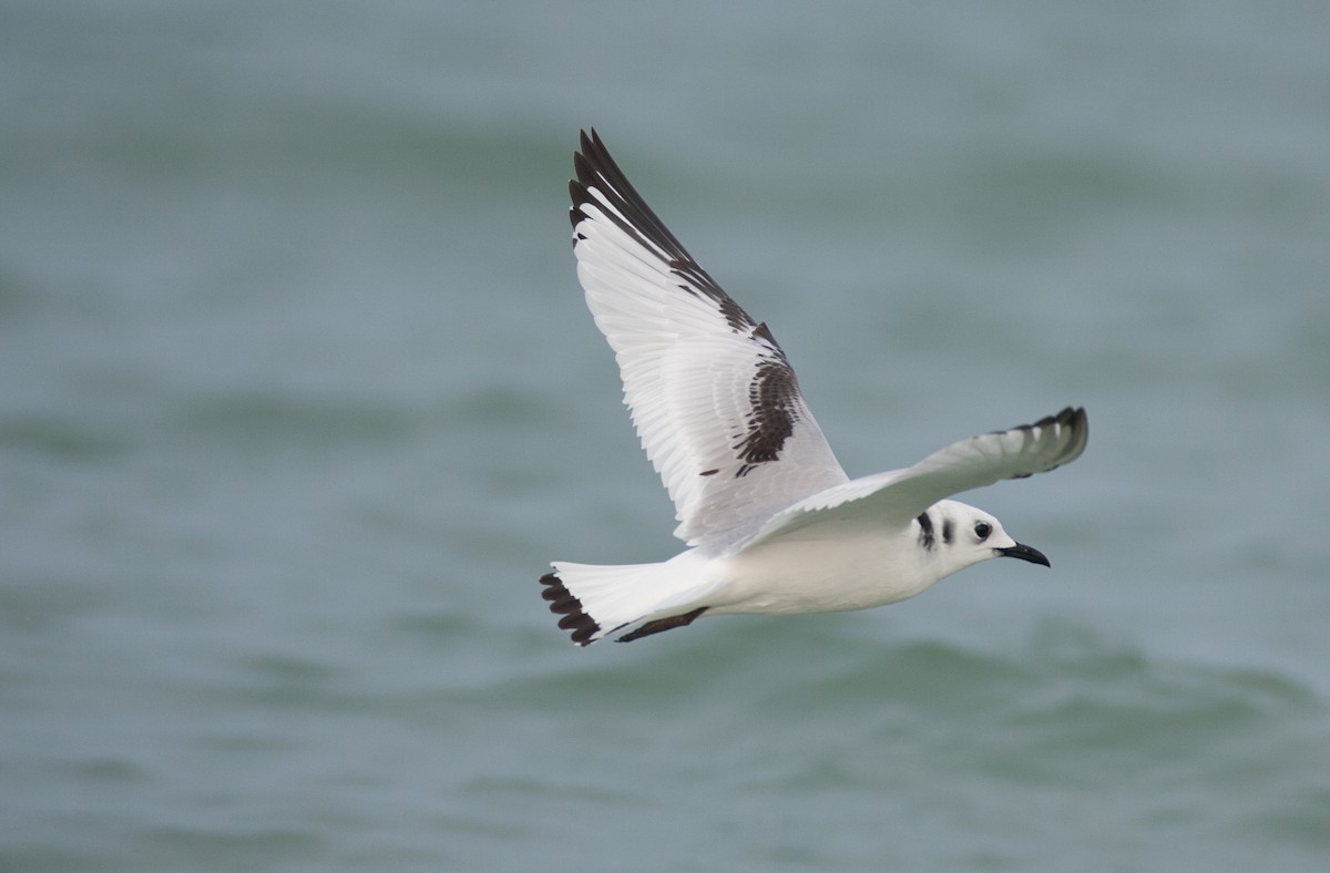 Black-legged Kittiwake - Brandon Holden