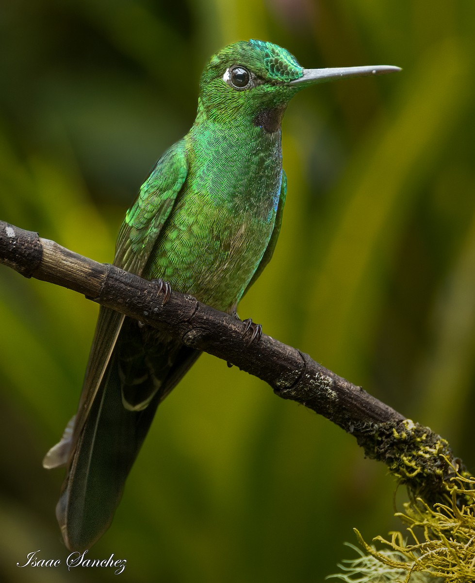Green-crowned Brilliant - ML474256491