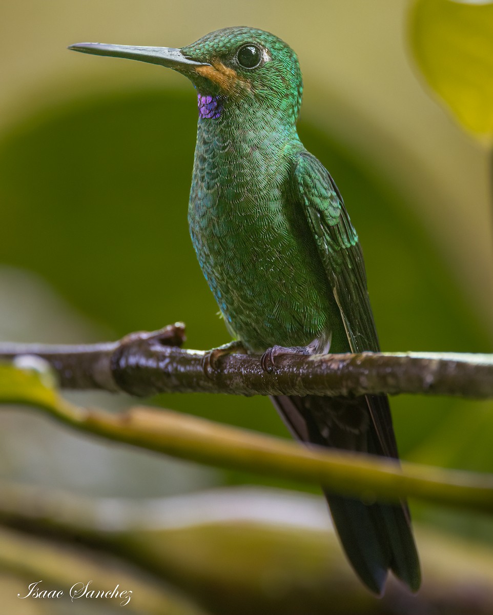 Green-crowned Brilliant - ML474256531