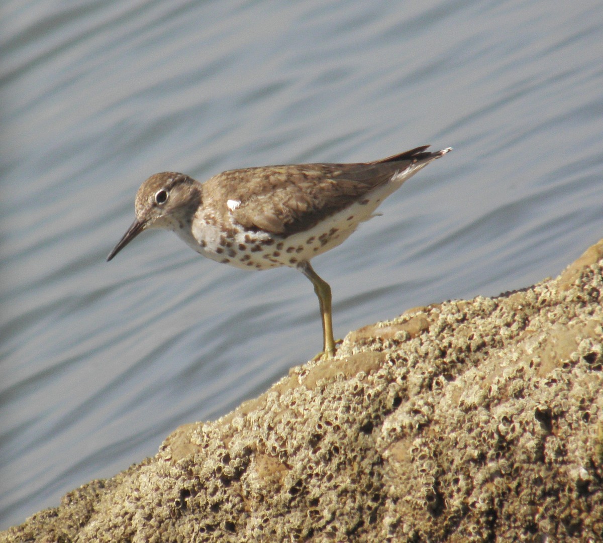 Spotted Sandpiper - ML474257981