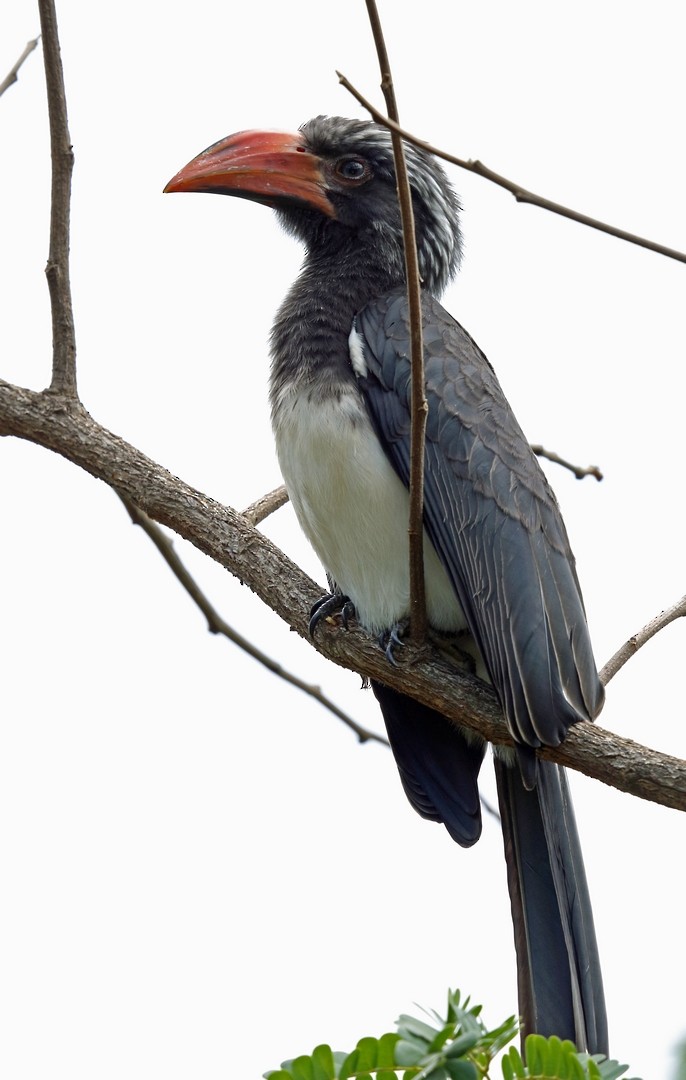 Crowned Hornbill - ML47425841