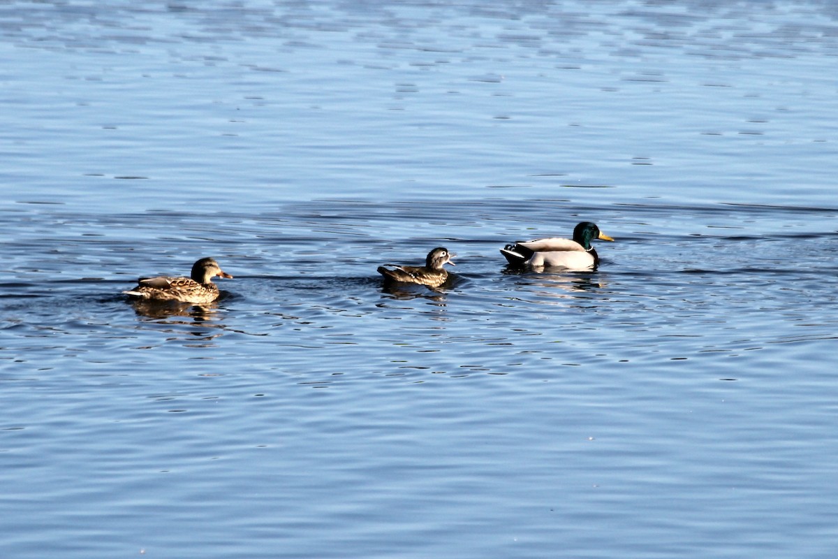 Wood Duck - ML47425861