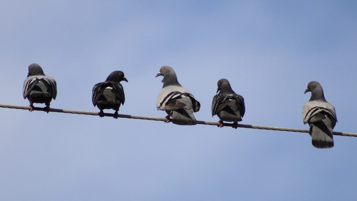 Rock Pigeon (Feral Pigeon) - ML474259531
