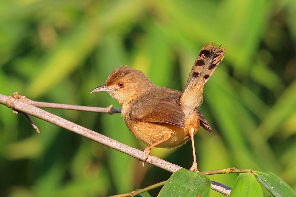 Red-faced Cisticola (Red-faced) - ML47426061