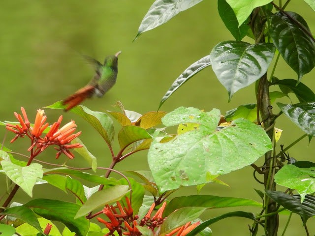 Rufous-tailed Hummingbird - ML474260811