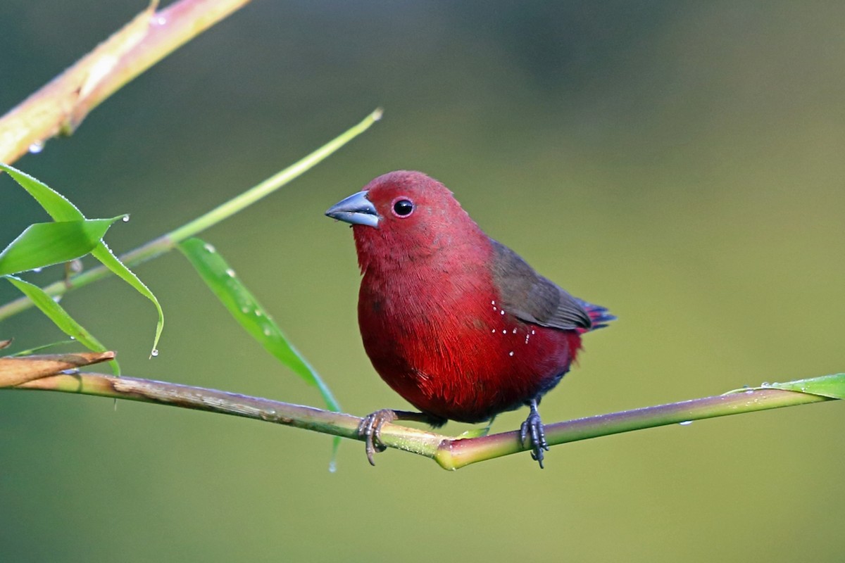 African Firefinch - Nigel Voaden