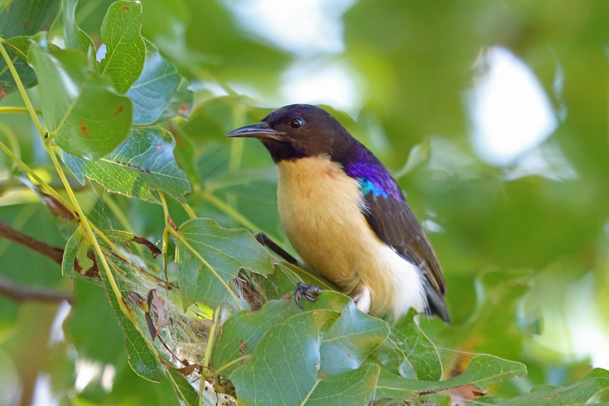 Western Violet-backed Sunbird (Southern) - Nigel Voaden