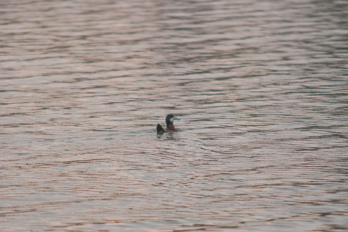 Andean Duck - ML474263171