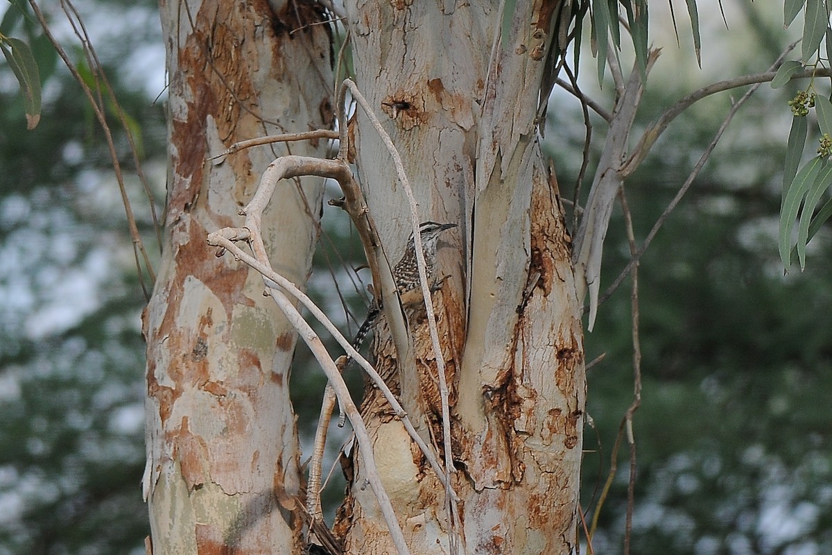 Cactus Wren - Cory Gregory