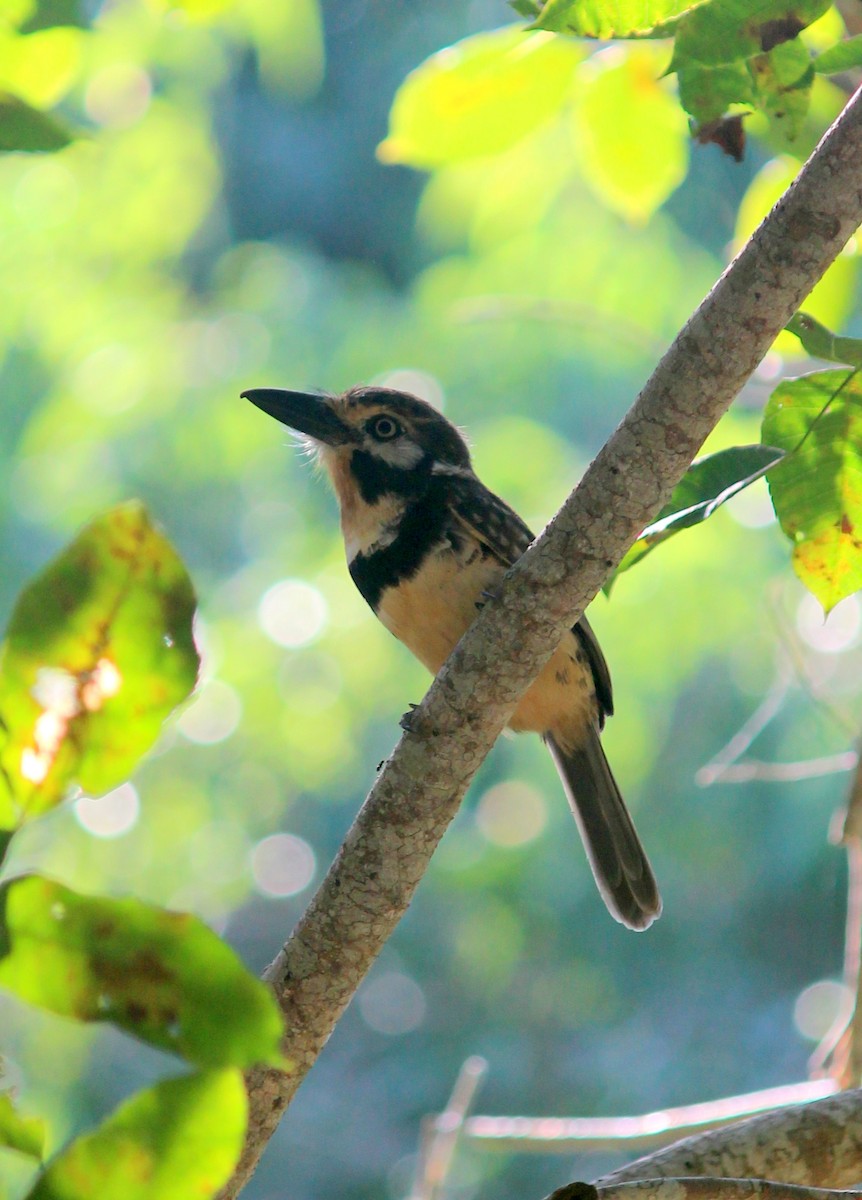 Russet-throated Puffbird - ML474266821
