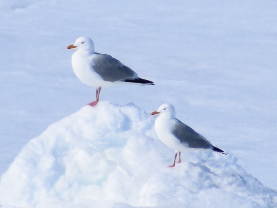 Herring Gull - Alysha Riquier