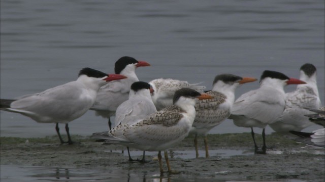 Caspian Tern - ML474269